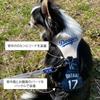 Official MLB Los Angeles Dodgers Shohei Ohtani Dog Harness, Size Small, Baseball, Los Angeles Dodgers Pet