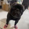 4Pcs/Set Cartoon Dog Summer Jelly Sandals Soft Dog Paw Protector Hollow Puppy Shoes  Outdoor Hiking