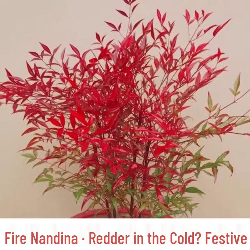 Fire Nandina Bonsai: Old Specimen Seedling for Indoor/Outdoor Use, Potted for Courtyard Garden, Living Room, or Balcony.