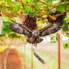 *Hot Sale Waterproof Bird Scarer Simulation Owl Bird Repellent Pest Control Artificial Scarecrow With Reflective
