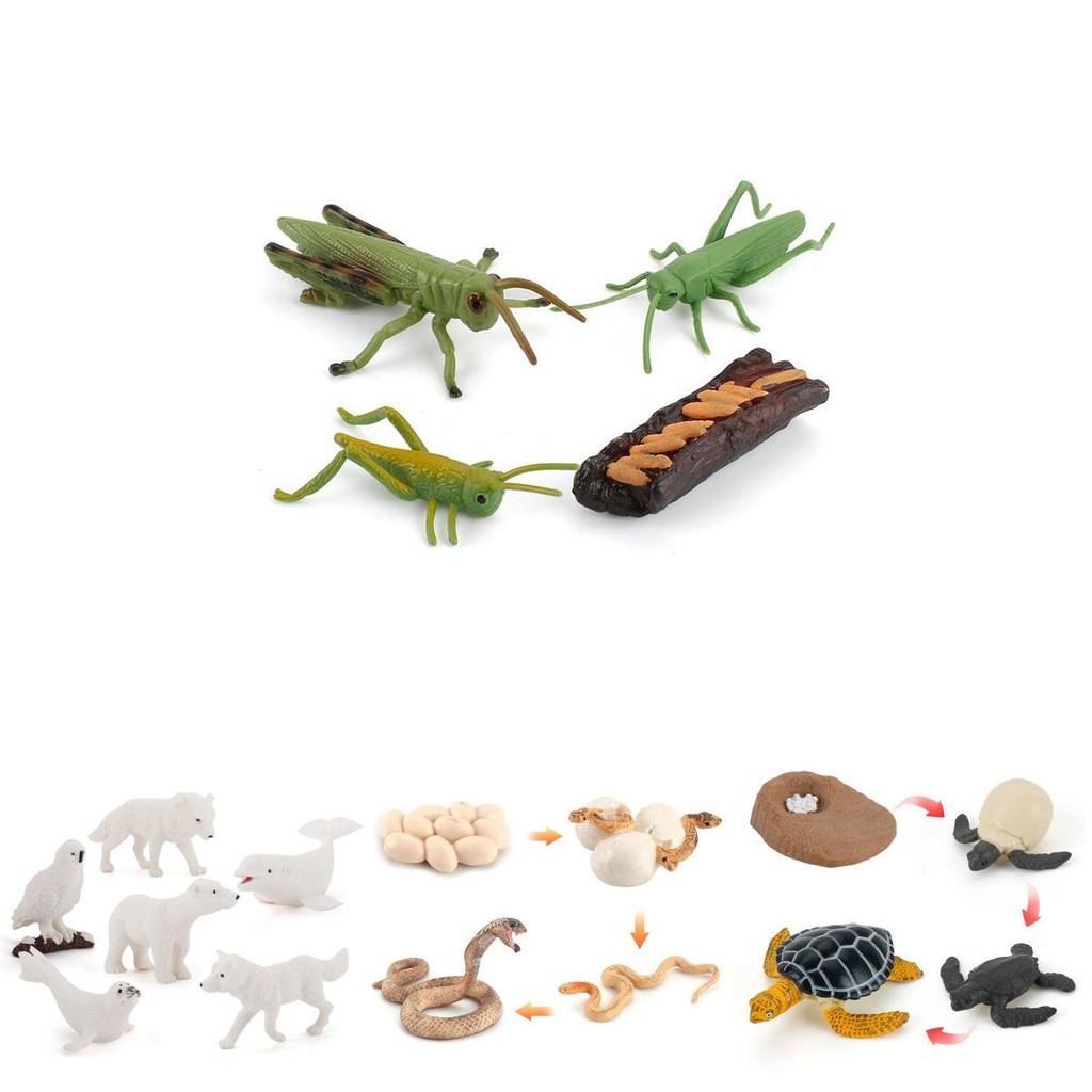 Adorable Montessori Simulation Solid Turtle Chick Frog Animal Growth Cycle Teaching Aids For Engaging Learning And Decorative Displays
