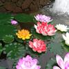10/17/28/40/60cm Lotus Artificial Flower Floating Fake Lotus Plant Lifelike Water Lily Micro Landscape for Pond Garden Decor