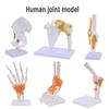 Human Joint Anatomical Models