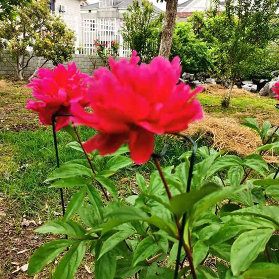 5Pcs Plant Stake Not-Easy-to Bend Anti-rust Smooth Finish Burrs-free Not Harmful To Plants Floral Arrangements No