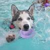 Interactive Natural Rubber Dog Toy Educational Training Anti-Bite Chew UFO Flying Saucer Movement Pet Accessories