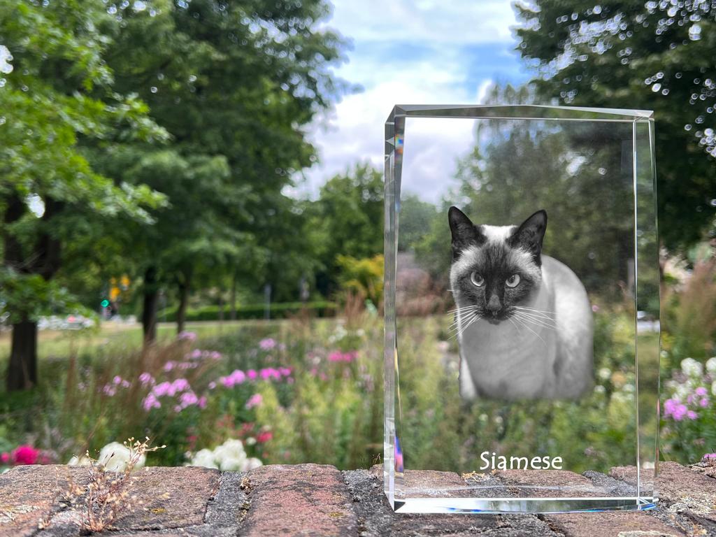 Siamese – Crystal with a picture of a cat, photo in glass | Art-Dog