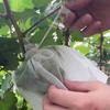 50Pcs Fabric Planting Pocket Fruit Protection Bags Garden Greenhouse Supplies Anti-bird Insect Barrier Pouch Grow Bag