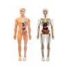 Clear Human Body Structure Model Kit 28-Piece Removable Anatomy Figure 3D Assembly Set DIY Human Torso Organ Model for Education And Demonstration