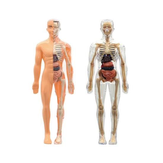 Clear Human Body Structure Model Kit 28-Piece Removable Anatomy Figure 3D Assembly Set DIY Human Torso Organ Model for Education And Demonstration