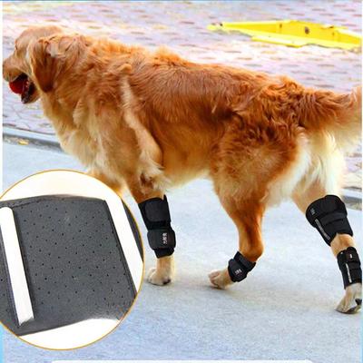 Cães – Cuidados de cães