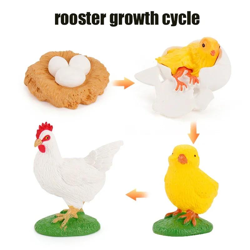 Animal Growth Cycle Model Children's Toys Montessori Teaching Aids Plant Animal Growth Cycle Model Set Preschool Cognitive Toys