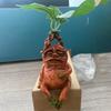 Mandela Resin Ornaments Home Decoration Garden Ornaments Harry'S Suitable For Living Room Bedroom Office Fairy Pottered Premium
