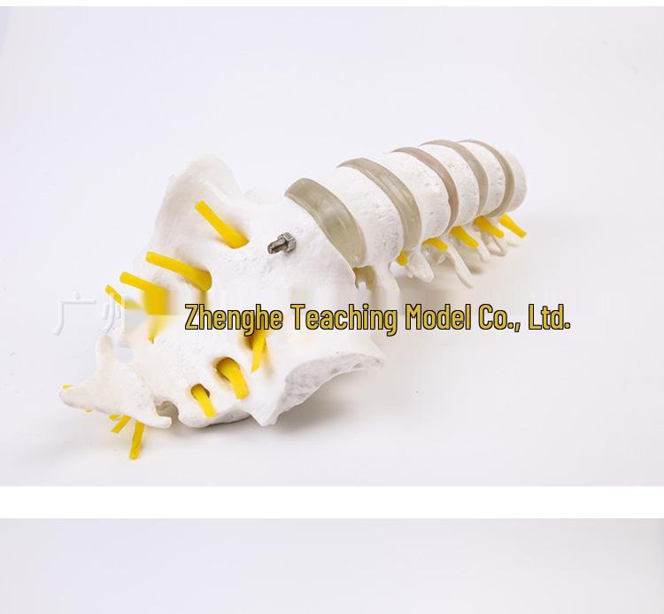 Natural Lumbar Vertebrae with Coccyx Model - Teaching Tool