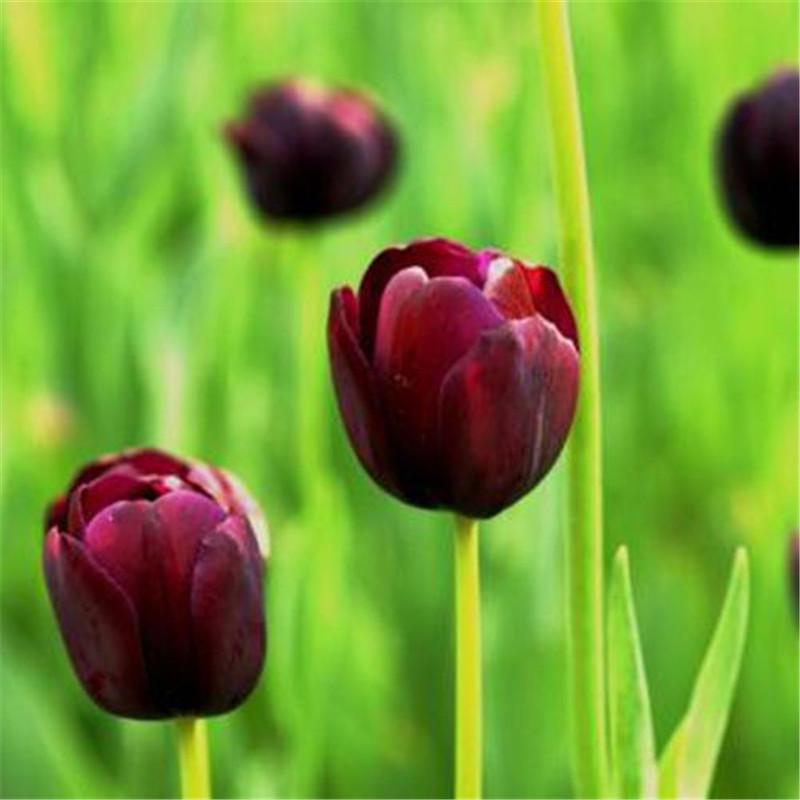 Buy Flower Seeds Home 50Pcs Seeds Home Garden Perennial Fragrant Mixed
