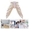 Human Sternum Model Human Skeleton Model Human Skeleton Anatomical Model Easy To Use Medicals Teaching Aid