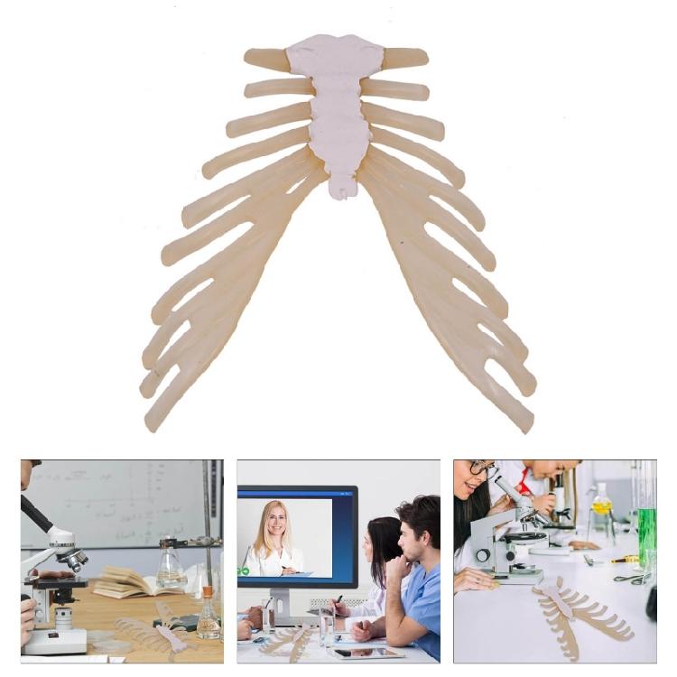 Human Sternum Model Human Skeleton Model Human Skeleton Anatomical Model Easy To Use Medicals Teaching Aid