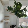Wandmontiertes Möbelstück Katzen-Aktivitätszentrum Holz-Sisal-Kratzbaum Kletterer & Brücke mit Seiltreppen für Kätzchen und erwachsene Katzen