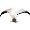 Wildlife Albatross Sparrow Bird Static Model For Kids Educational Play