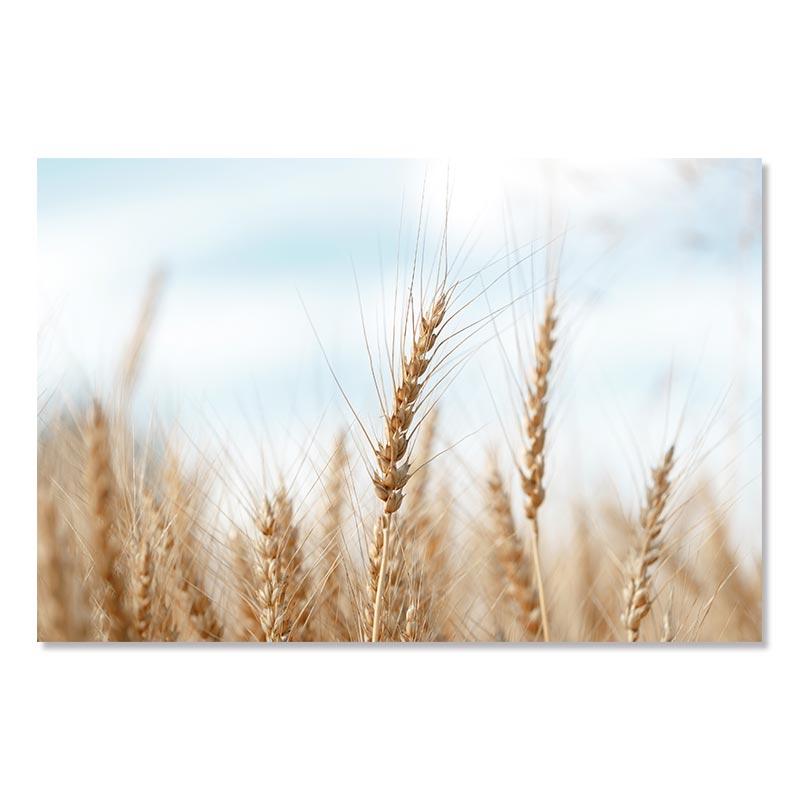 Nordic Posters Reed Dandelion Dolphin Sea Beach Flower Wall Art Canvas Painting And Prints Wall Pictures For Living Room Decor