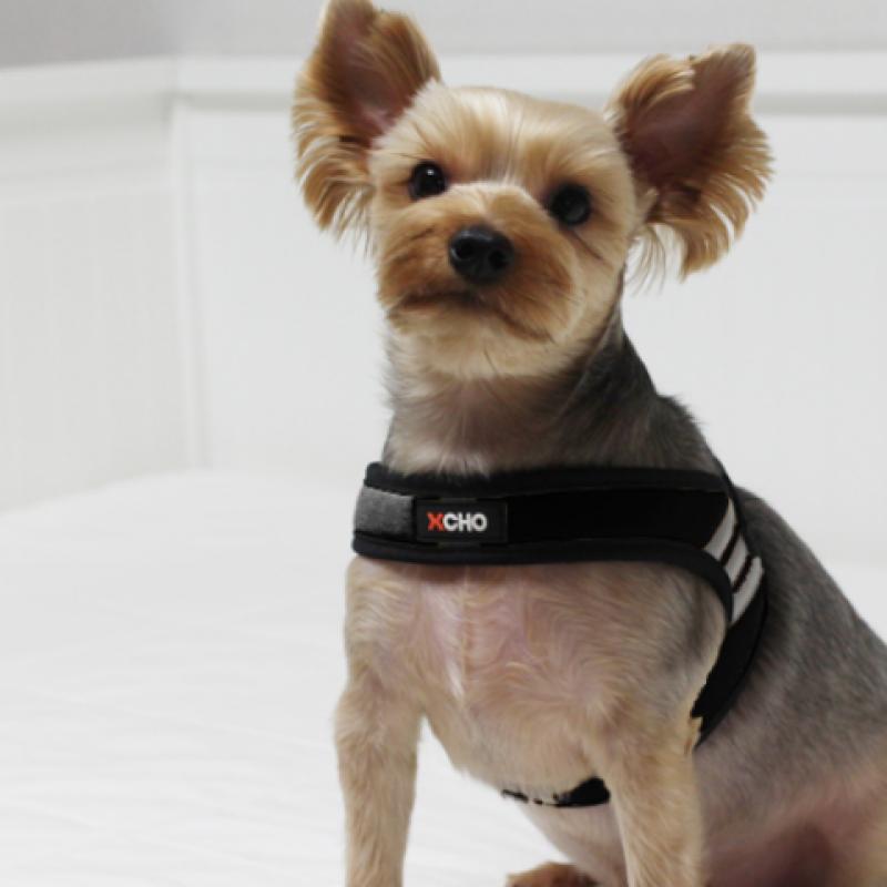 Basic Harness S orange