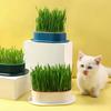 1 Pack Katzengras Anzuchtbox, Hydroponische Pflanzkästen, Robuste Kunststoff Anzuchtschalen mit Einfachem Wasseraustausch-Design für Katzen