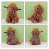 "12" "Long haired highland cows, large long haired animals" 25-26