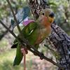 Ultra-Light Parrot Flight Harness Leash Cockatiel Lovebird Sun Conure Outdoor Walking Training