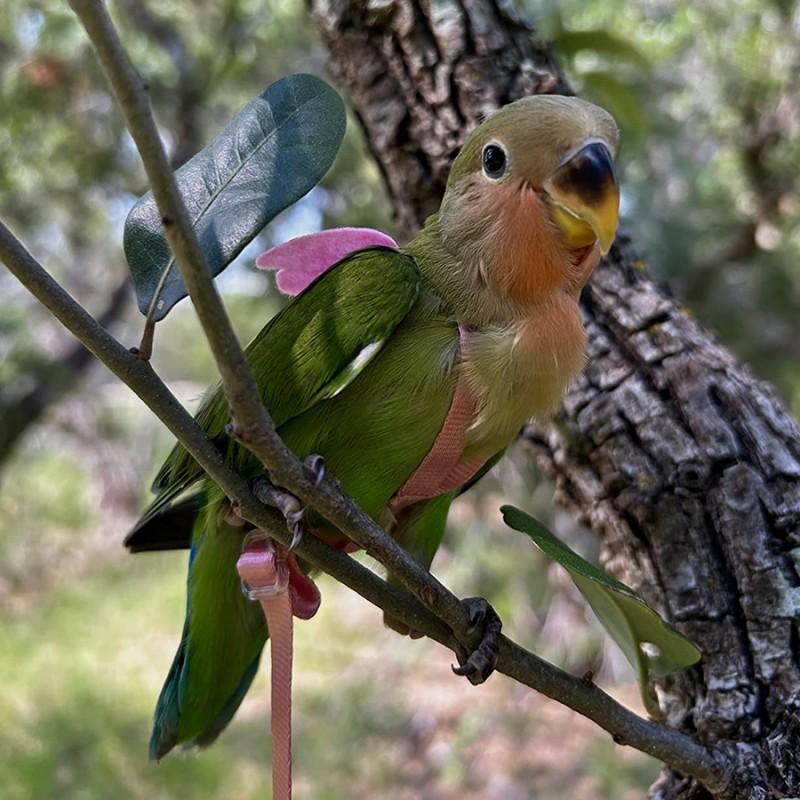 Ultra-Light Parrot Flight Harness Leash Cockatiel Lovebird Sun Conure Outdoor Walking Training