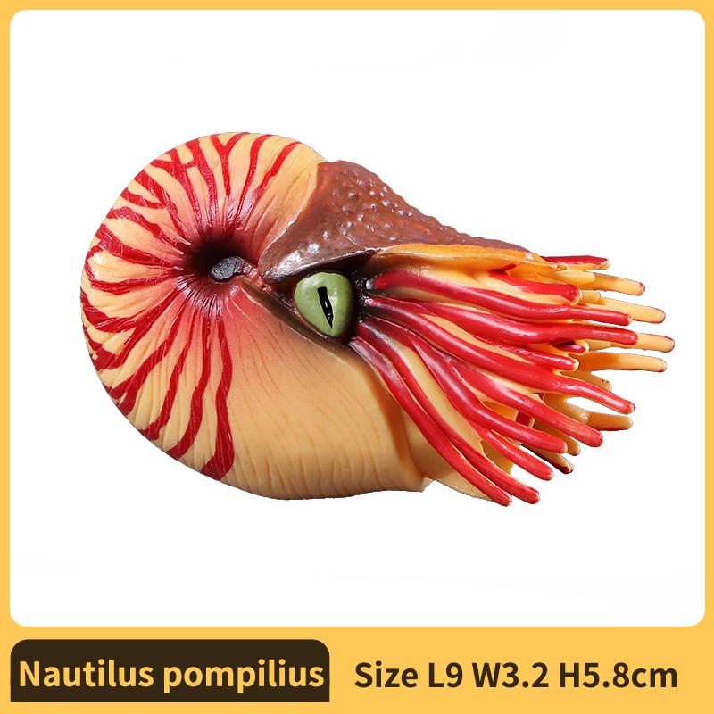Nautilus ammoniet Figuur Kunststof Model Figuur - Leuk Educatief Speelgoed voor Jongens Meisjes en Kinderen Vanaf 18 MaandenNautilus