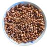 Natural Conch Red Pigment Shell for Aquarium Landscaping & Hermit Crab Replacement