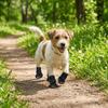 4Pcs/Set Soft Summer Dog Shoes Non-Slip Dog Paw Protector Fashion Hollow Puppy Shoes  All Seasons