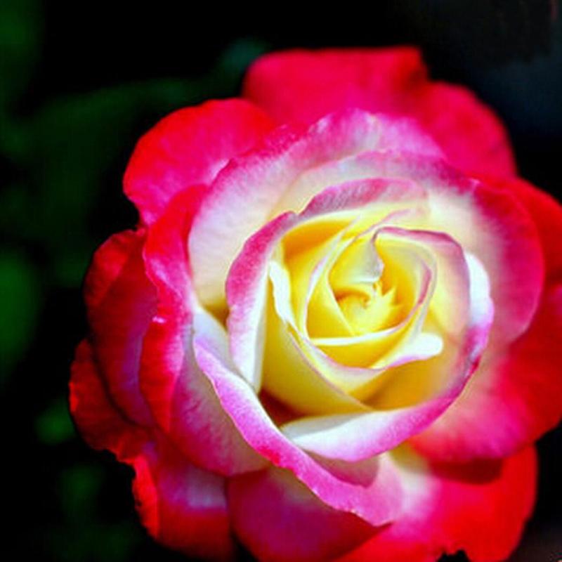 Buy Pack of Seeds 1rub 20pcs Colorful Rainbow Rose Seeds Indoor Petal