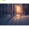 Winter Forest Snowcovered Road Photography Backdrops Blurred Landscape Snowflakes Road Spruce Trees Photo Background XD-07