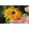 Farm Stay - Calendula Relief Cream