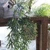 Woondecoratie – Decoratieve bloemen en kransen