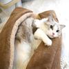 Warm Thickened Cat Bed Multifunctional Foldable Pet Mat For Cats Small Dogs Indoor Kitten Sleeping Mat Soft Cozy Pet Supplies Home Furniture
