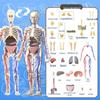 Children's DIY Human Skeleton Model Educational Toy Set for Early Science Learning