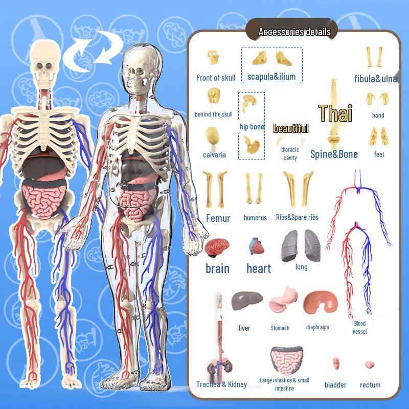Children's DIY Human Skeleton Model Educational Toy Set for Early Science Learning