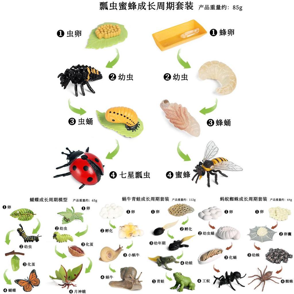 Insect Growth Cycle Model Set With Plastic Materials For Educational Kids Science Toys
