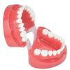 Dental Teeth Model 7004 Teeth Model Study Teaching Tooth Typodont Demonstration Model Dentist Tools