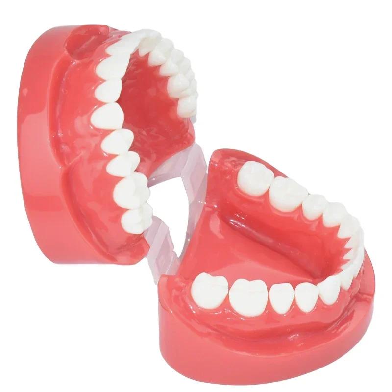 Dental Teeth Model 7004 Teeth Model Study Teaching Tooth Typodont Demonstration Model Dentist Tools