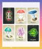 Mushroom Spirit Japanese Instruction Manual Oracle Tarot Fortune Telling Oracle, Included, Cards, Cards, [Authentic]