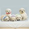 15PCS Reusable Dog Cat Velvet Identification ID Collars Puppy ID Collar Pet Supplies Whelp Kitten