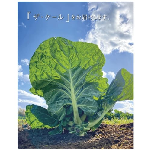 Q'SAI Green Juice The Kale 7g X 30 Bottles (2 Boxes)