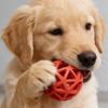 Giocattolo da Cane in Gomma per Gioco e Attività Offre Varie Misure per Diverse Razze per Promuovere Attività e Sicurezza