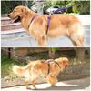 Cães – Colares e correias para cães