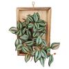 Wall Framed Artificial Plant Faux Greenery Plant in Frame Wall Decor Hanging