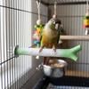 Screw Fixation Bird Station Pole Branch-Shaped Parrot Grinding Stick  Training Perch