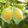 100Pcs with Drawstring Fruit Protection Bags Organza Anti-Bird Netting  Wedding Gift