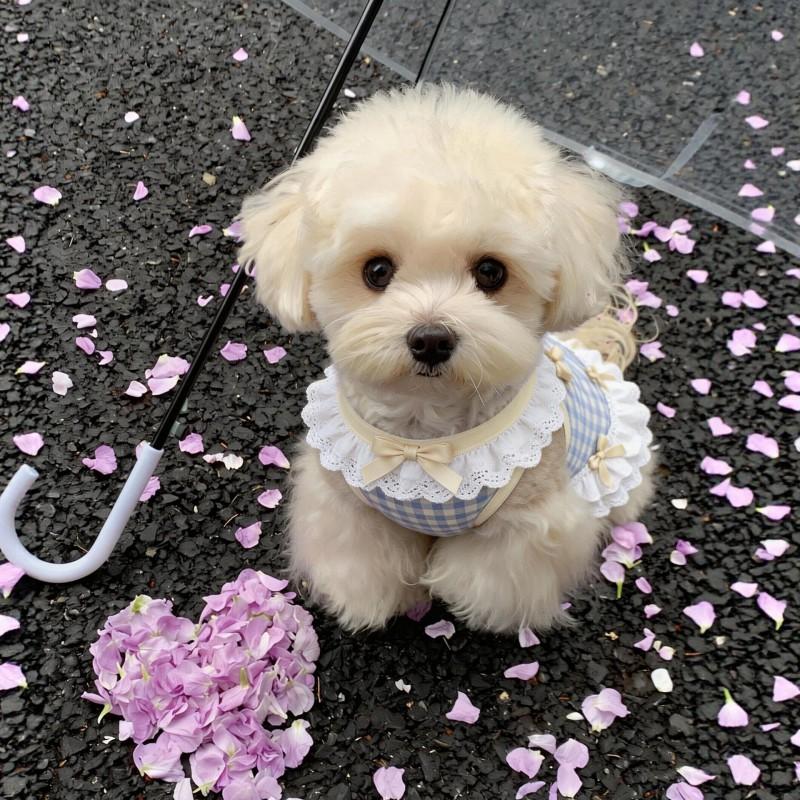 Cute Princess Style Dog Vest Dress With Bow Lace Trim Anti-Shedding Pet Apparel Small To Large Breeds